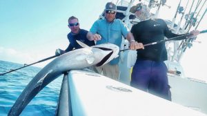 New Keys Sailfish Catch-and-Release Record - Florida Sportsman